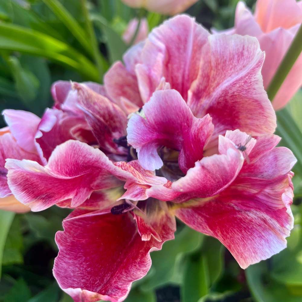 Eksklusivblanding 'Svaneke Delight'